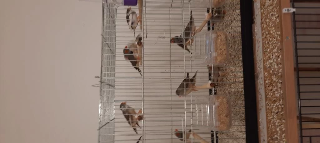 7 Takım Zebra İspinozu Ve 2 Yavruları