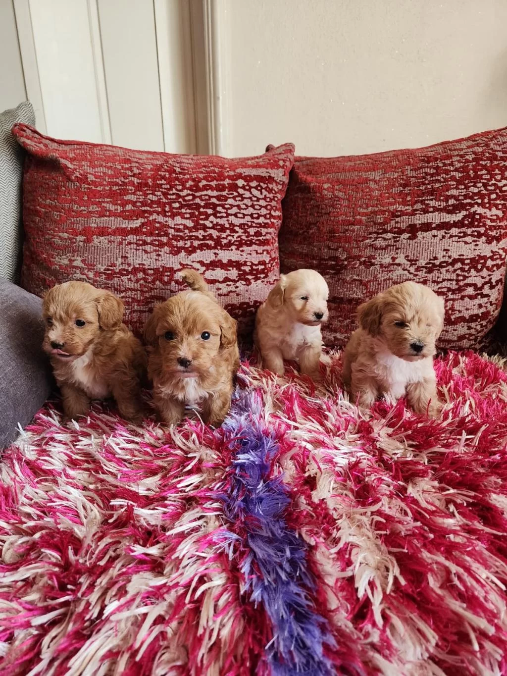 Sağlik Ve İrk Garantili Maltipoo