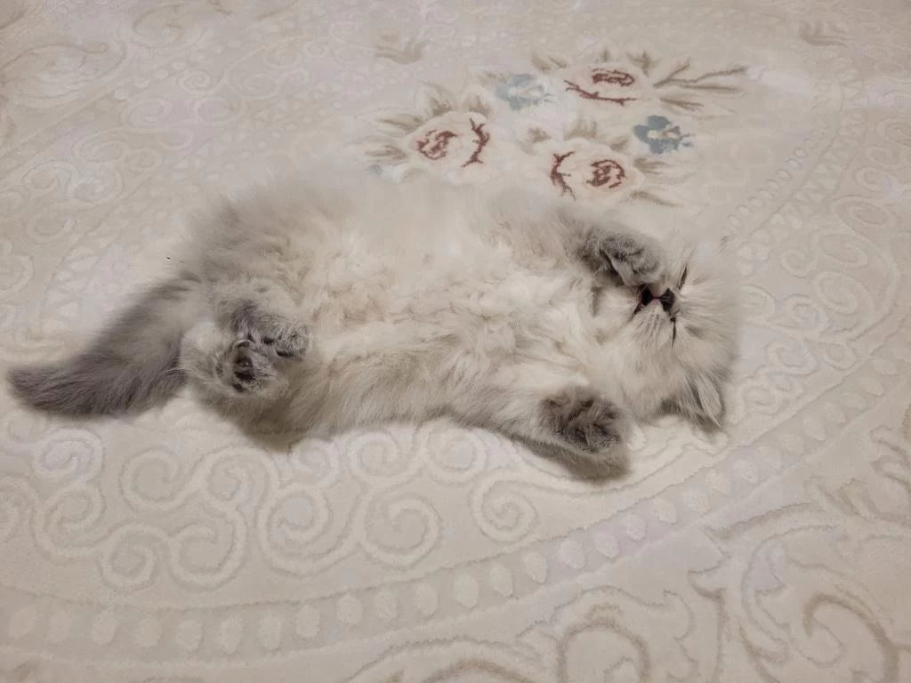 Erkek Yavru British Longhair