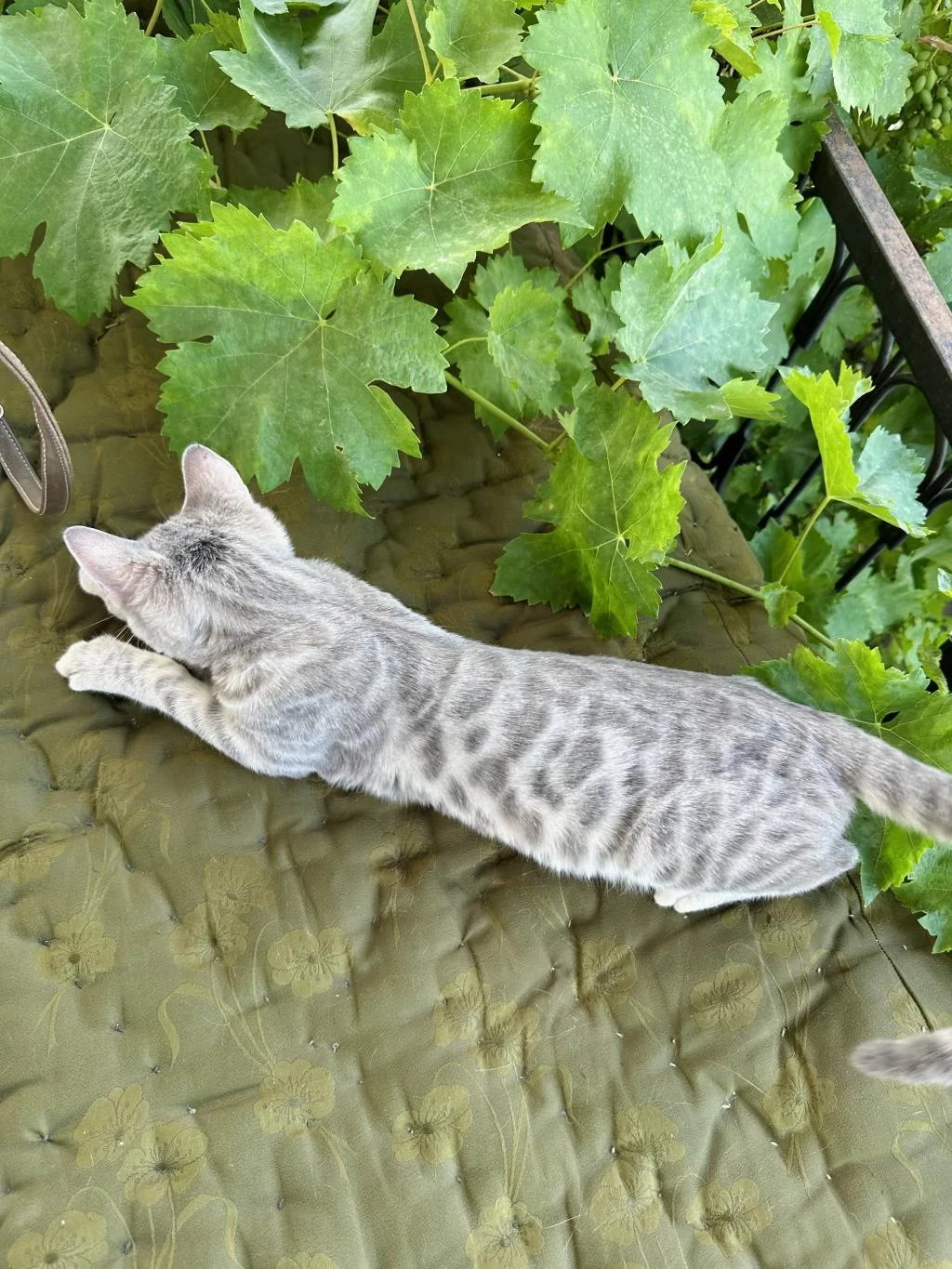 Silver Bengal Kedisi 3 Aylık