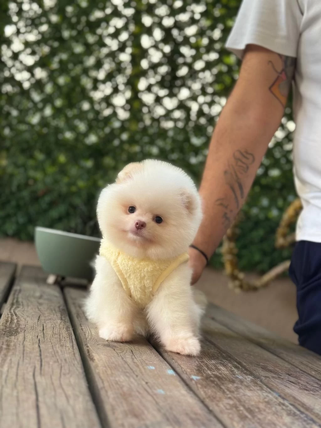 Sağlik Ve İrk Garantili Pomeranianlar