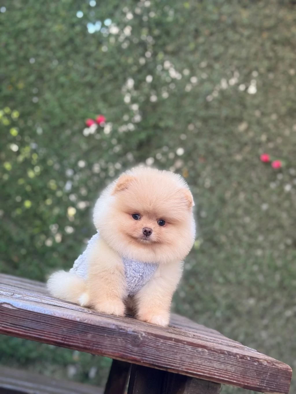 Sağlik Ve İrk Garantili Pomeranian Köpeği