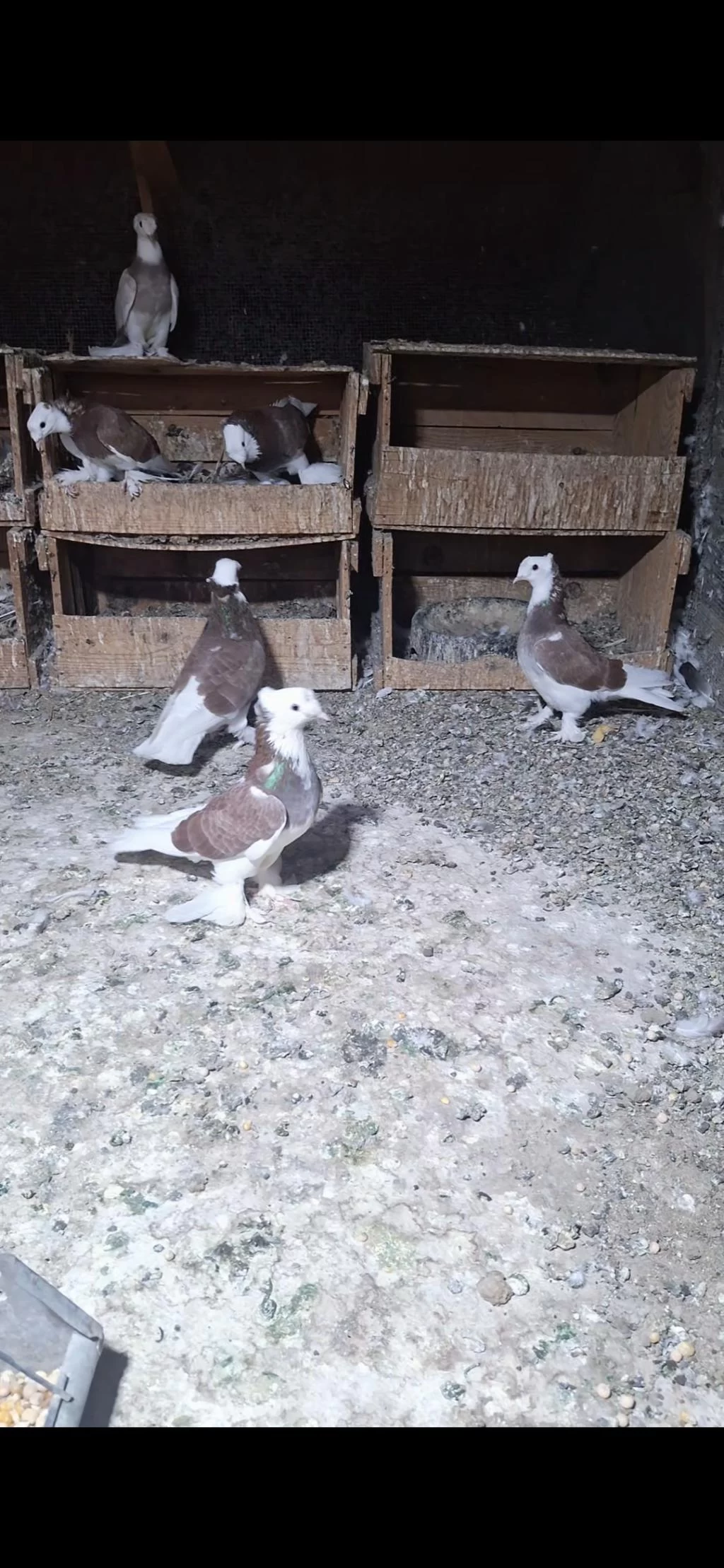Harika Alalar Erkek Dişi Yavru Damızlık Güvercin