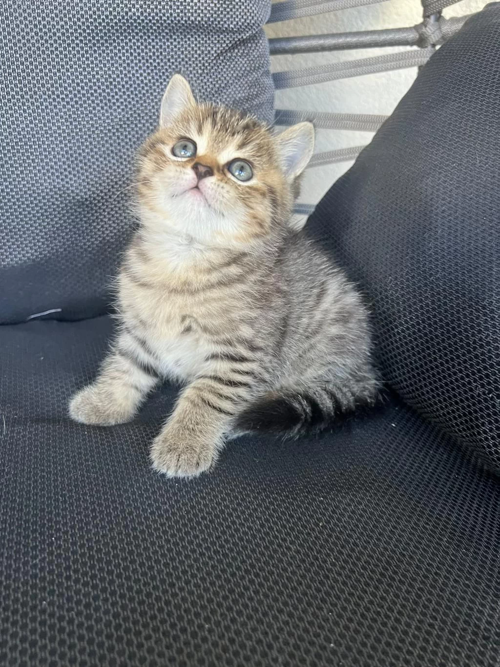 British Shorthair Tabby Erkek
