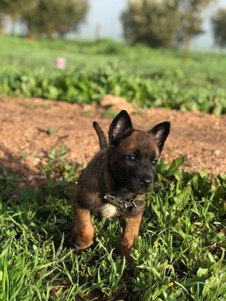 Sağlikli Ve Güçlü Belçika Malinois Yavrular