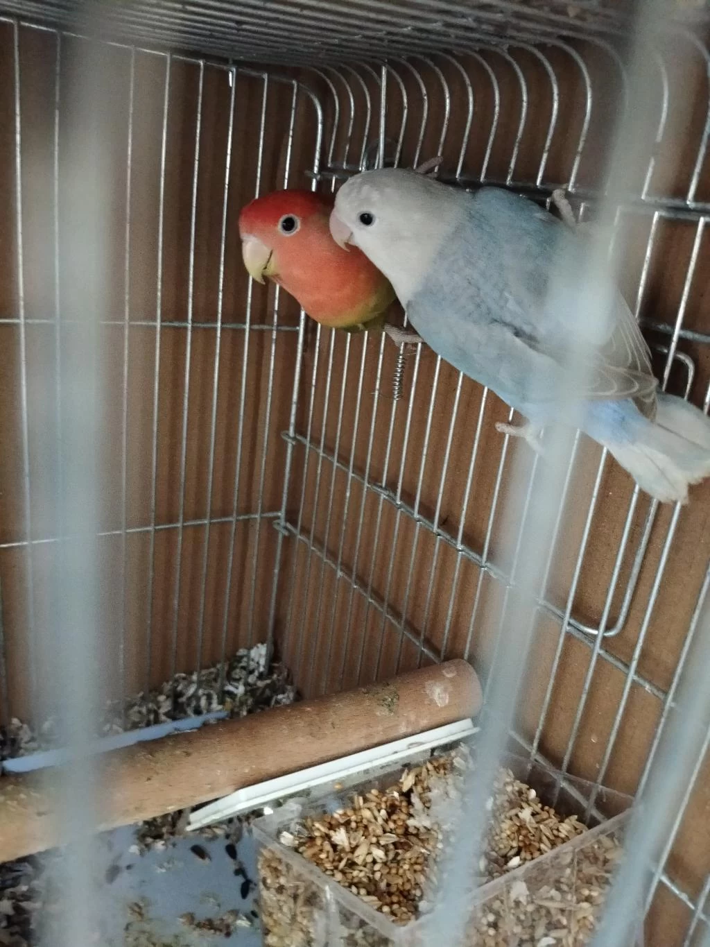 Evde Beslediğim Cennet Ve Sevda Papağanlarım