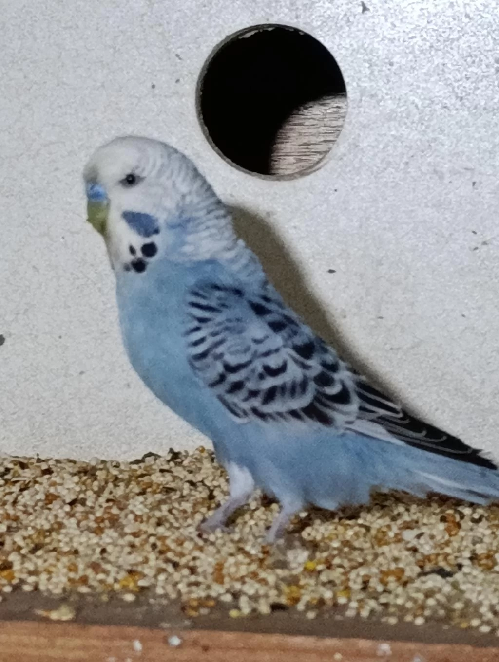 Harika Bebek Muhabbet Kuşu