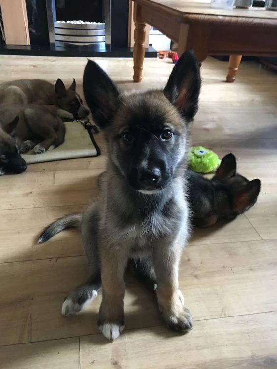 Uygun Ve Üst Düzey Belçika Malinois Yavrularimiz