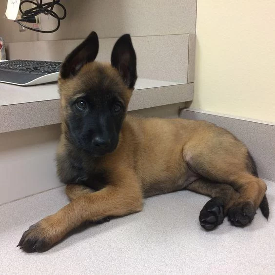 En Kaliteli Belçika Malinois Yavrularimiz