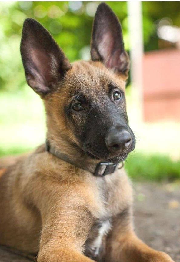 Belçika Malinois Yavrular Uygun Fiyat Kalite
