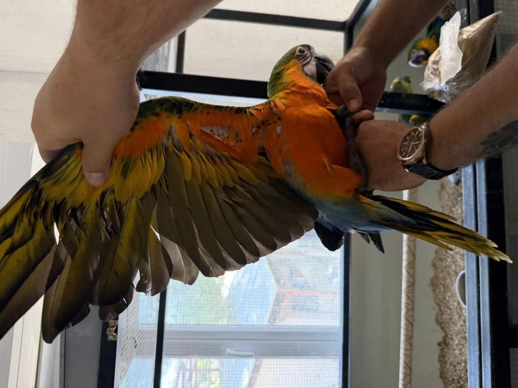 Resmi Belgeli Yavru Catalina Hibrit Macaw Papağanı