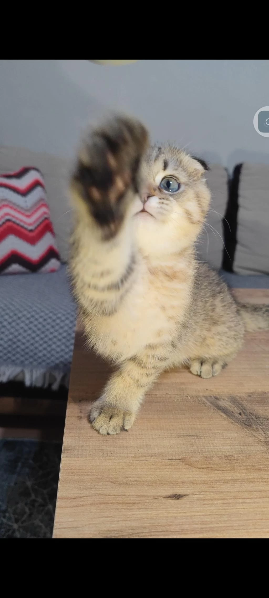 Scottish Fold Kedisi