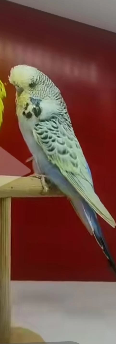 Teksas Dişi Jumbo 1 Puan Acil Muhabbet Kuşu