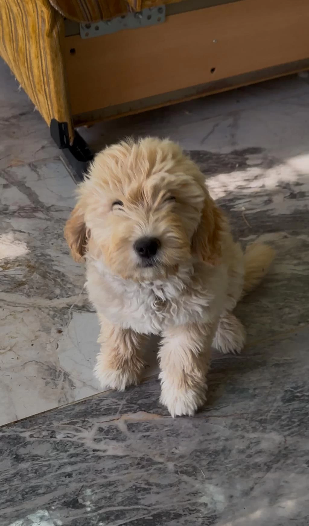 2,5 Aylık Maltipoo Aşıları Tam
