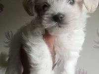 En Tatli Terrier Bebekler