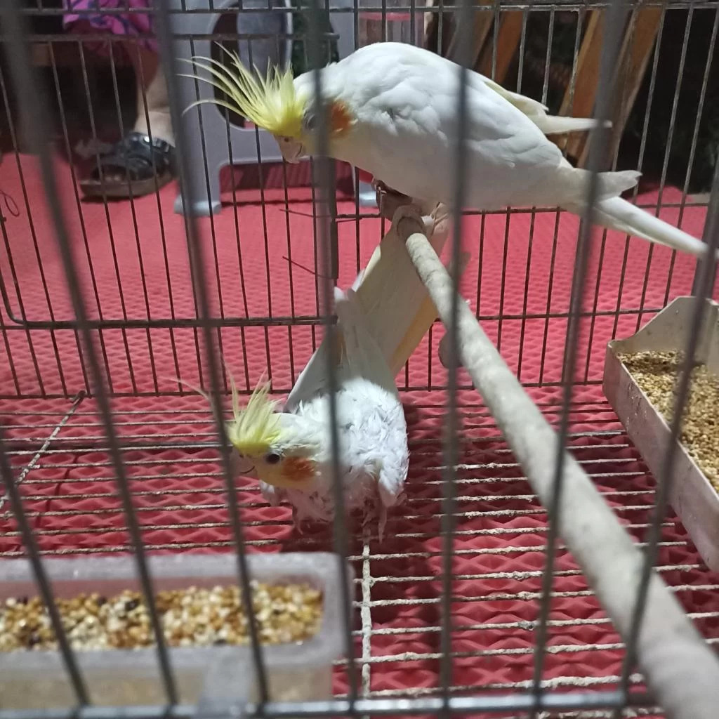 Hazır Takım Sultan Papağanı