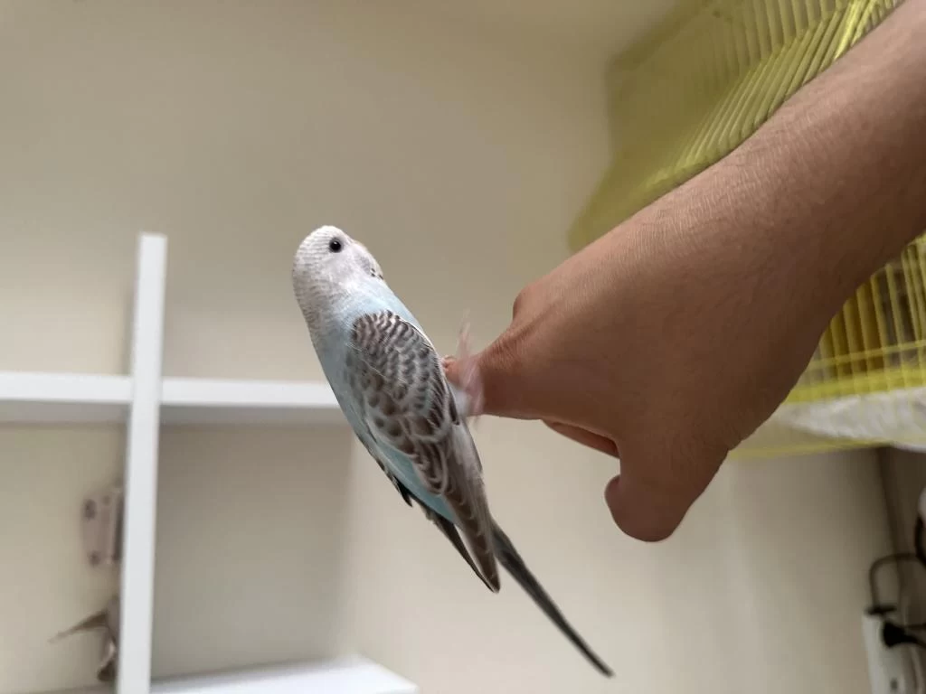 2 Adet Ele Kola Gelen Yavru Muhabbet Kuşu