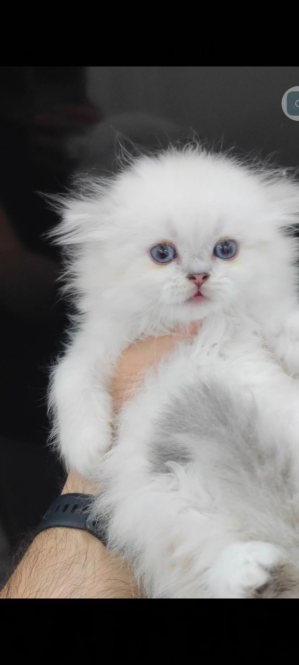 British Longhair Kedisi