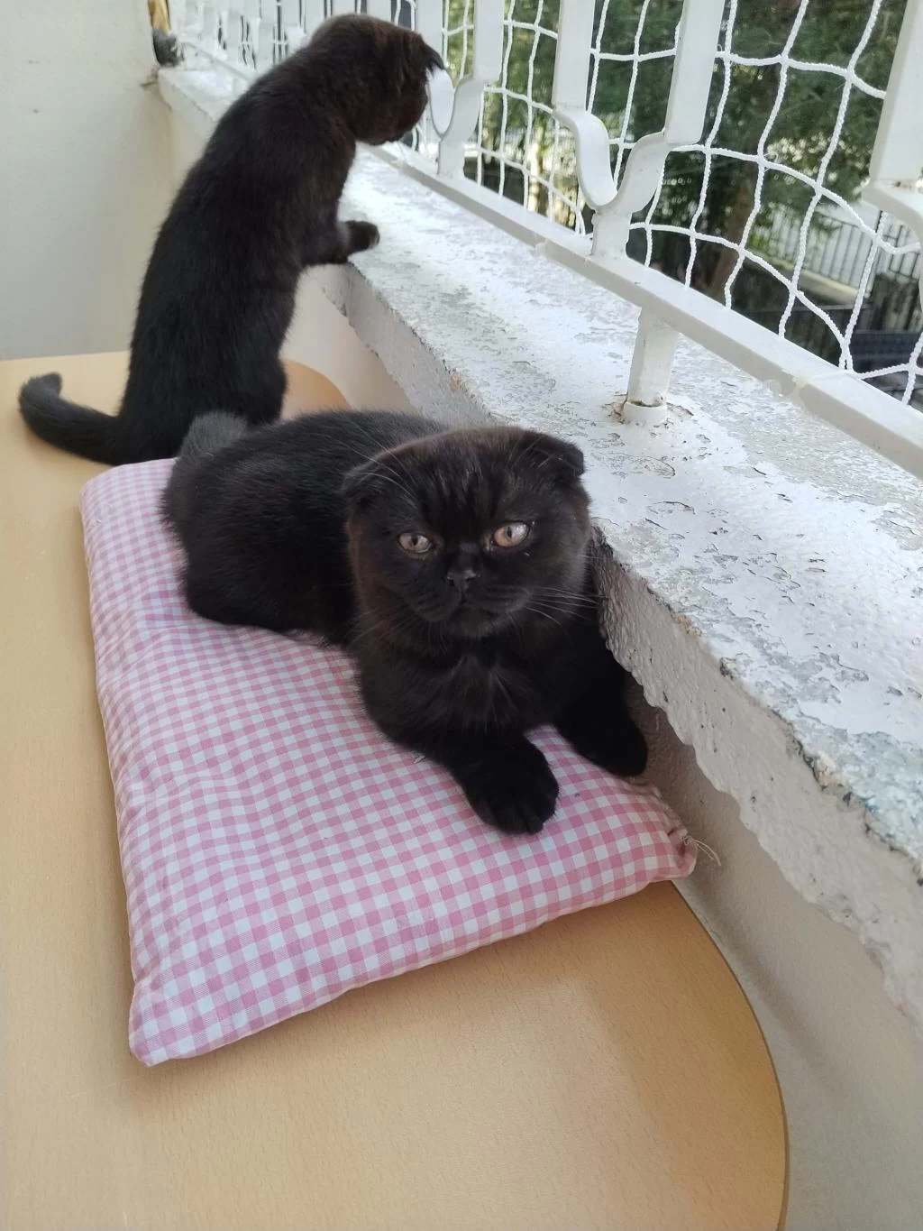 Scottish Fold X Ragdoll Kırması