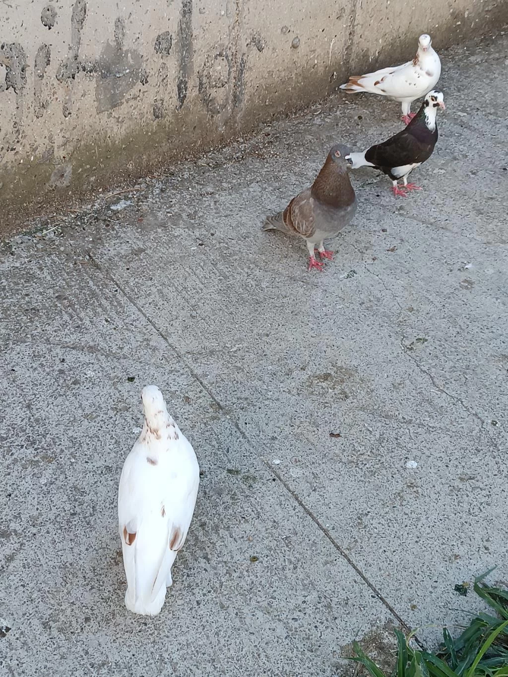 Acil Satılık Güvercin