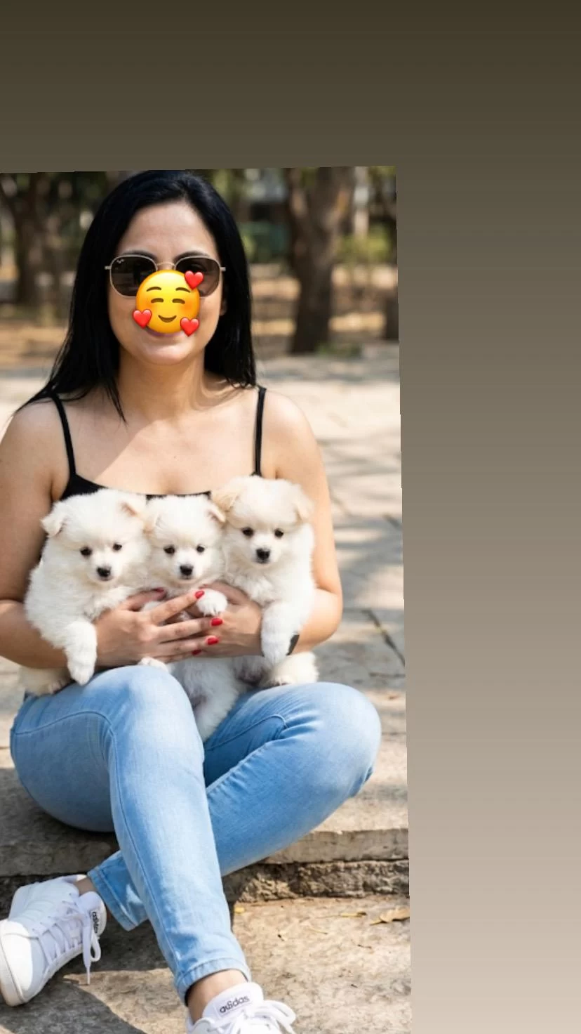Pomeranian Spitz Yavrularimiz