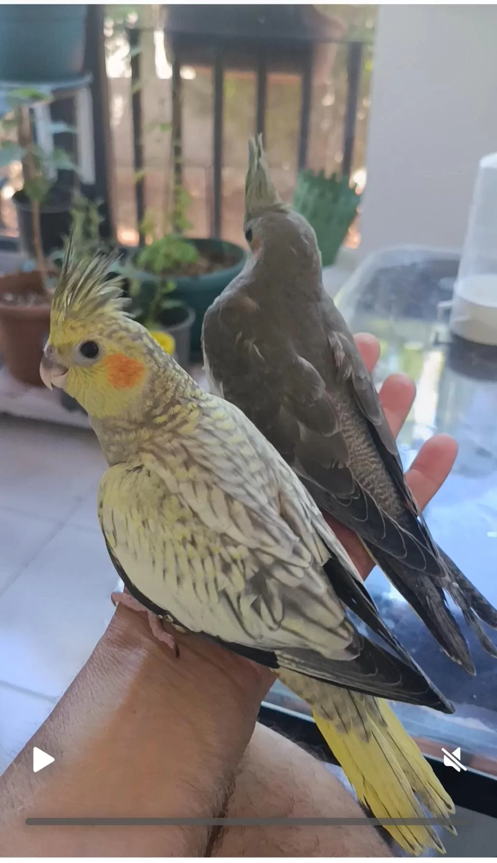 Sultan Papağanı Takım Veya Diğer