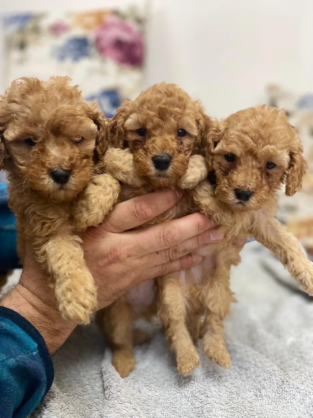 Harika Poodle Yavruları Sizi Bekliyor!