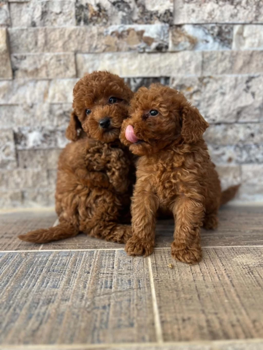 İrk Sağlik Ve Kilo Garantili Red Poodle Yavrular
