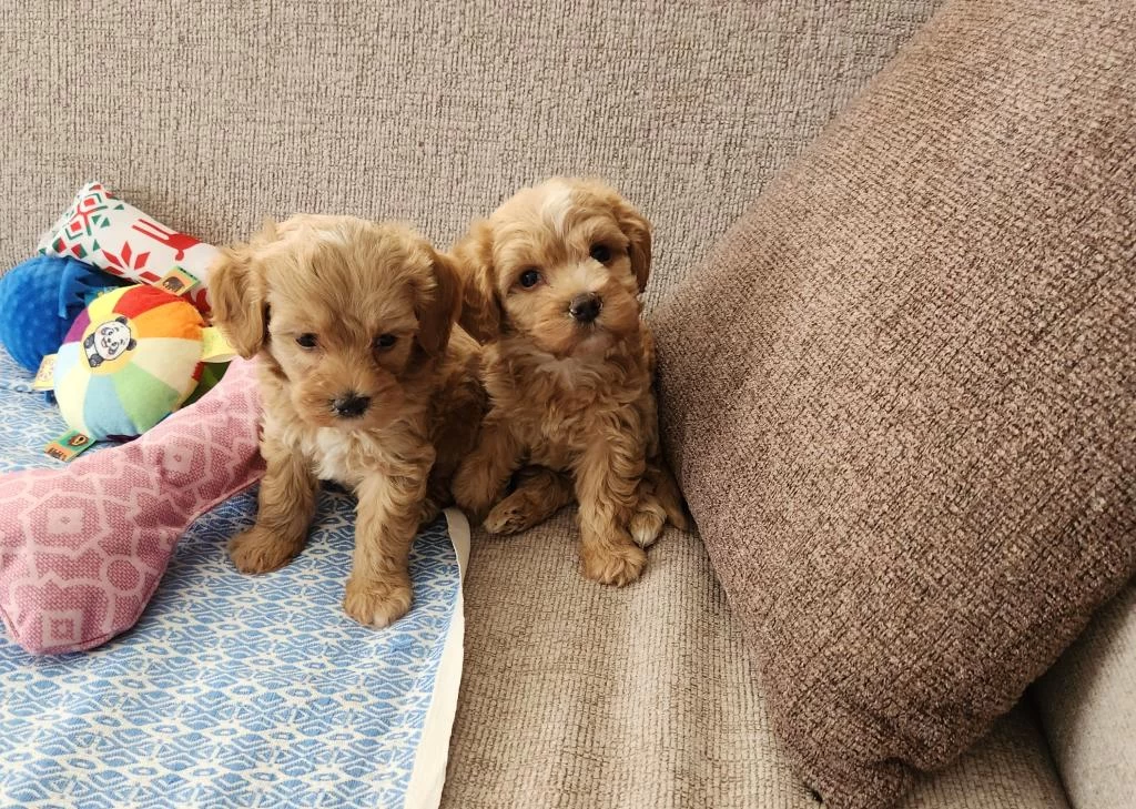 Maltipoo Yavrularimiz