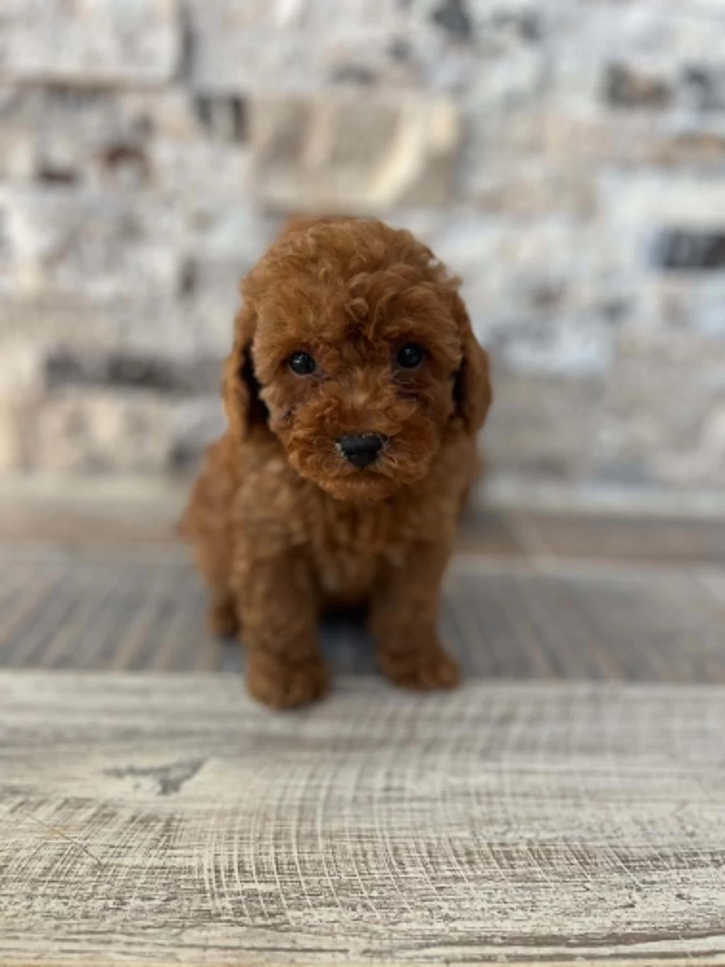 Kore Teacup Red Brown Poodle Yavrular