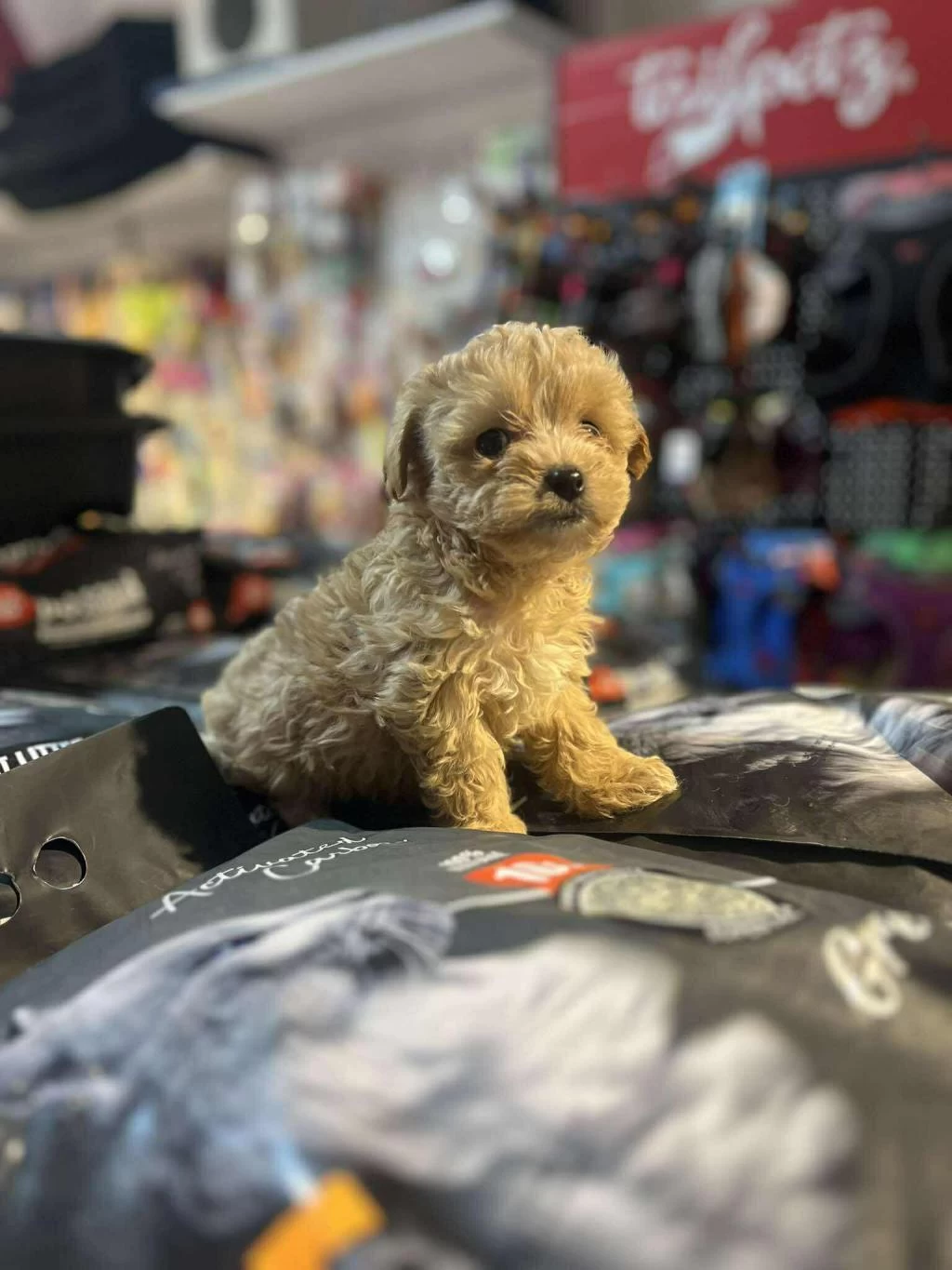 Orjinal Hipoalerjenik Teacup Maltipoo