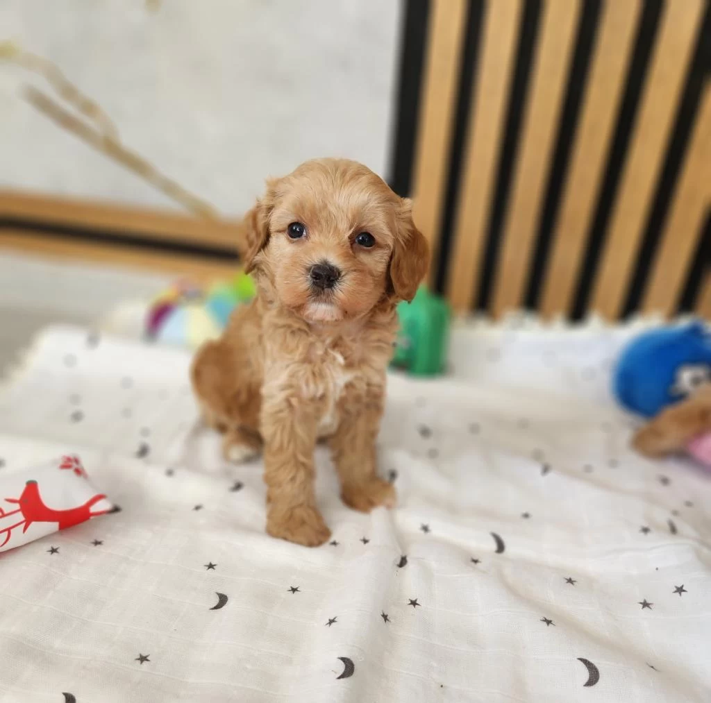 Maltipoo Yavrularimiz