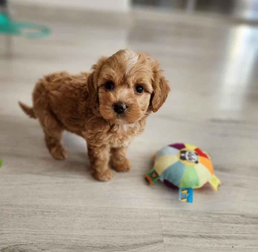 Maltipoo Yavrularimiz