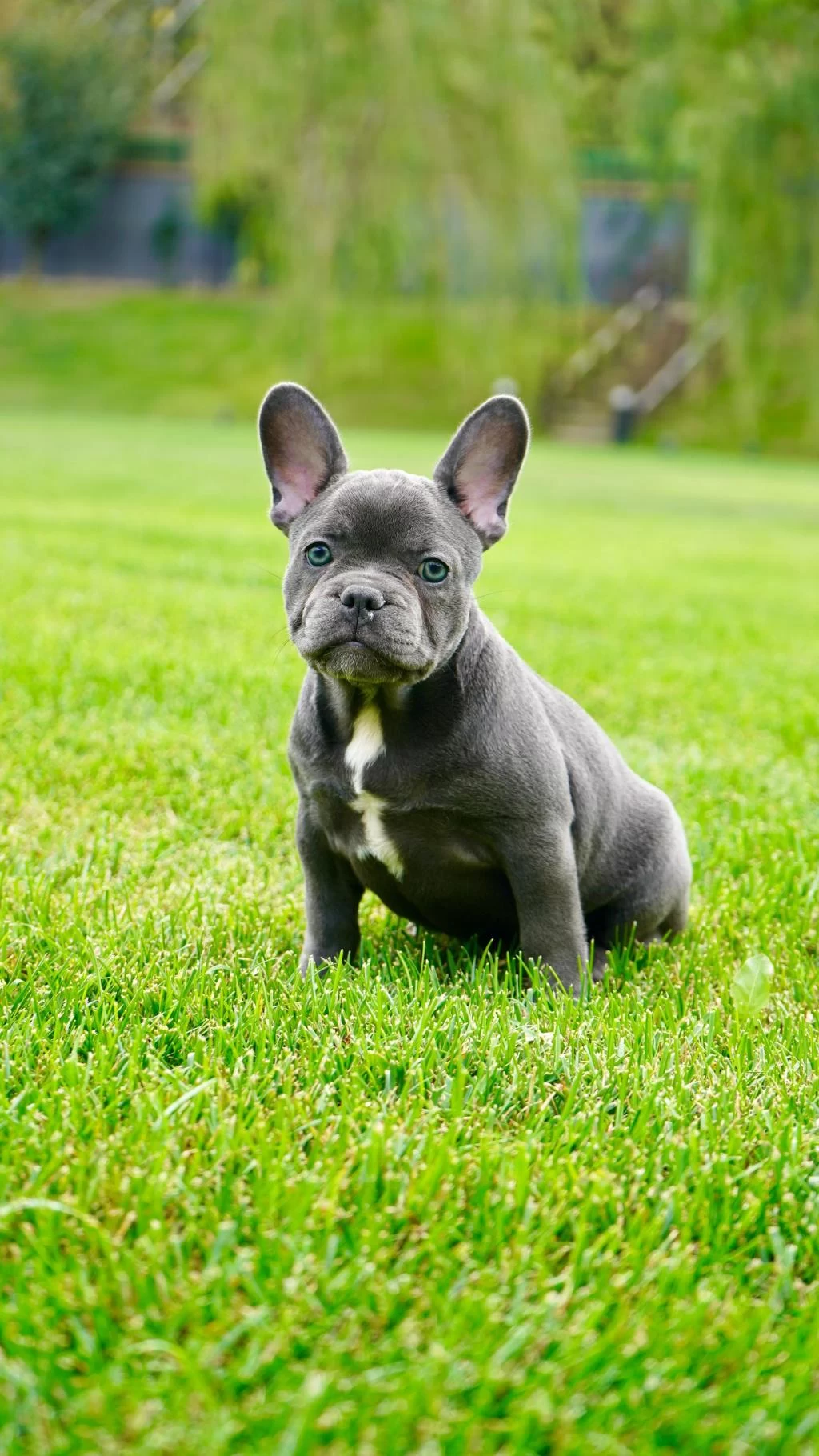 Üst Kalite French Bulldog Yavruları Çiftlikten