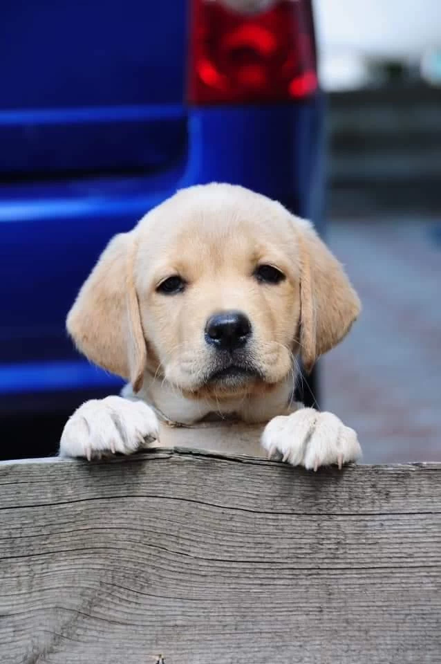 Labrador Retriever Yavruları Muhteşem Formda