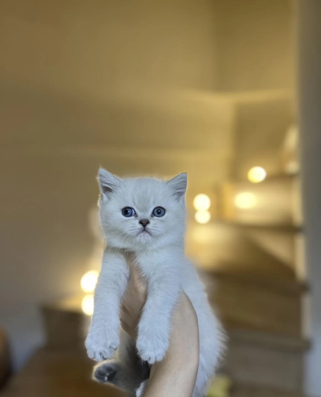 Masmavi Gözlere Sahip British Shorthair Yavrularim