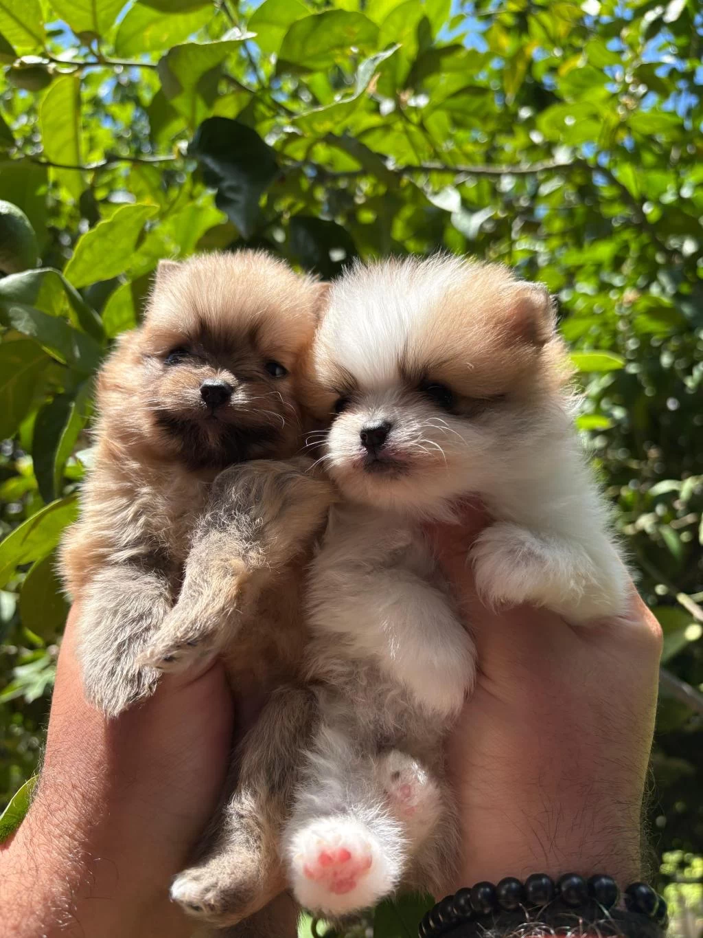 Pomeranian Boo Ve Spitz Yavrularım Hazır