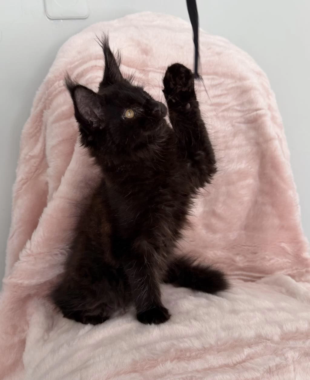 Xxxl Maine Coon Erkek Üst Kaliteli Uygun
