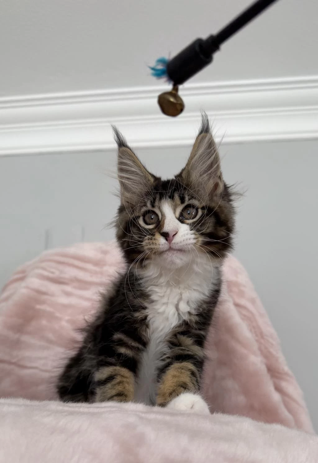 Mco Dişi 2209 Renk Üst Kaliteli Maine Coon