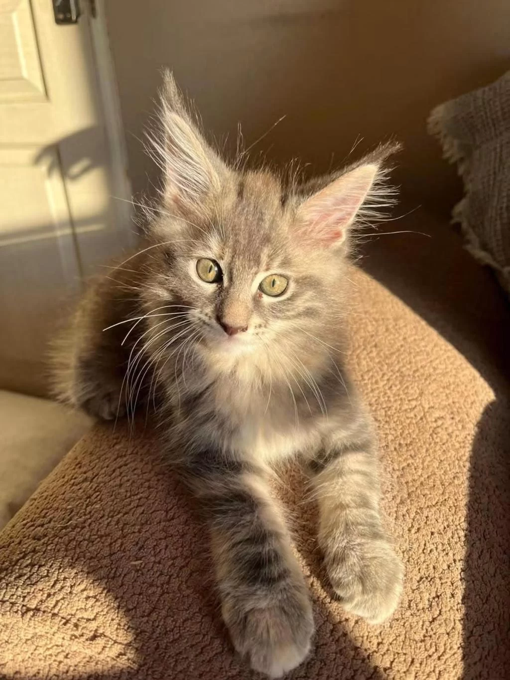 Çok Güzel Dişi Maine Coon Silver Renk