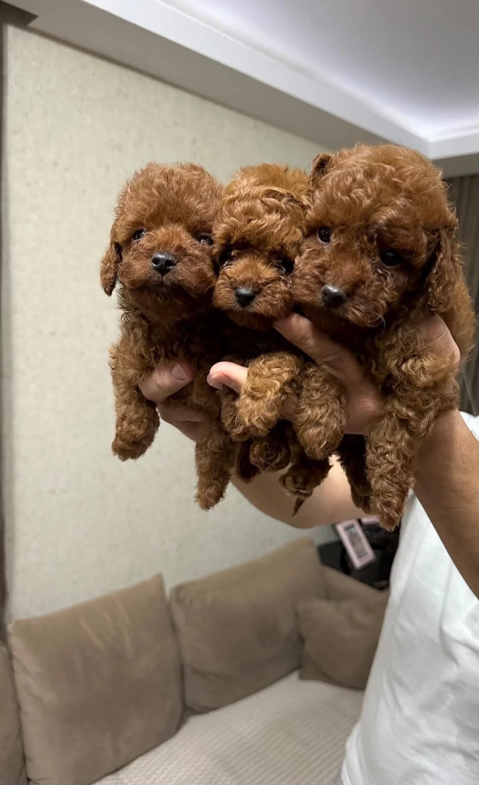 Red Brown Toy Poodle Bebekler