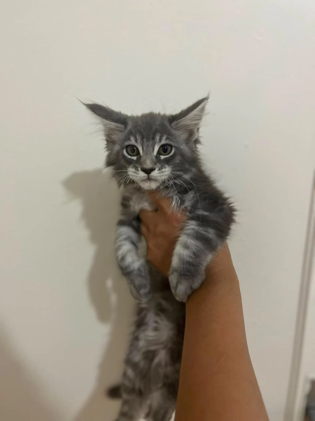 Safkan Main Coon Yavruları Anne Ve Baba Scr Kayıtlı