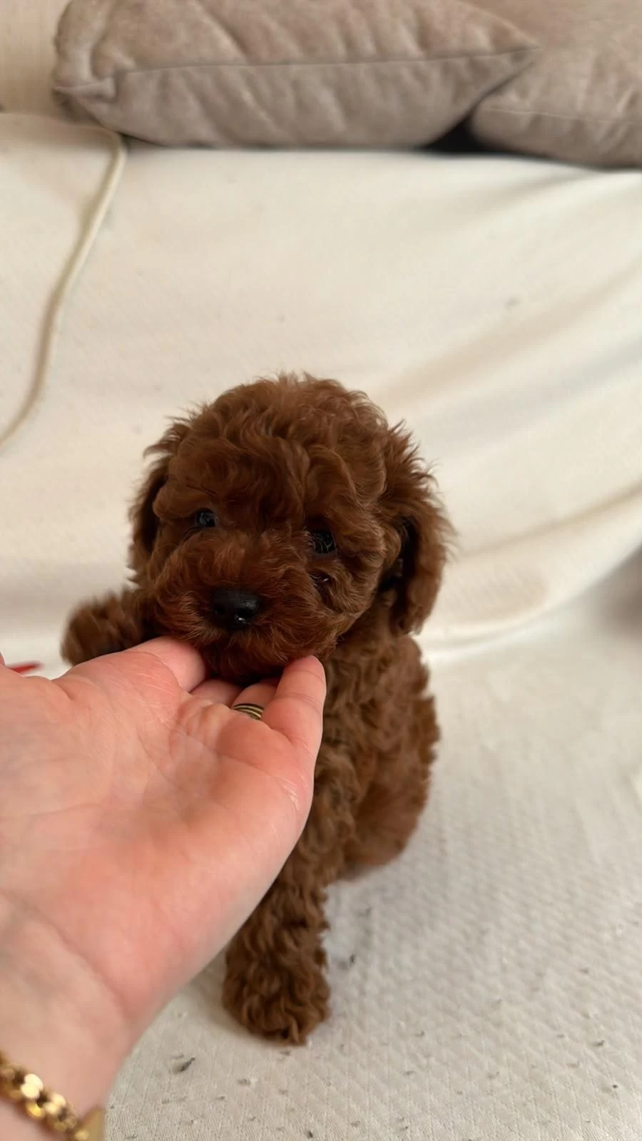 Red Brown Toy Poodle Yavrular
