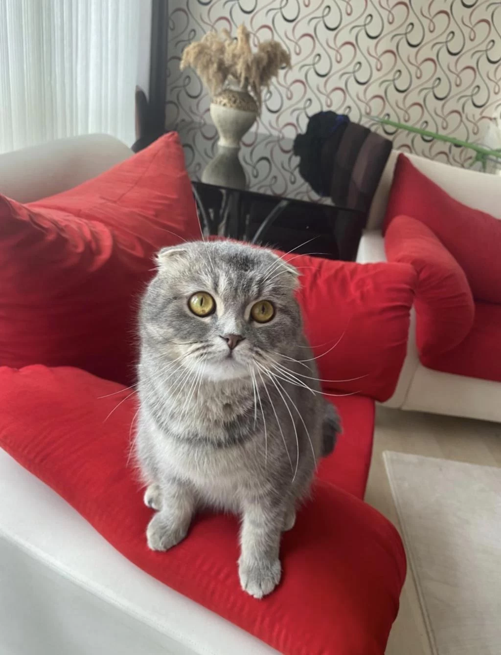 Ücretsiz Sahiplendirme Scottish Fold Kedisi