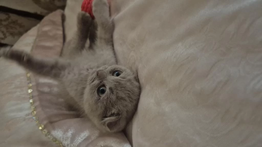Dünyalar Güzeli Lilac Dişi Uygun Scottish Fold Latte