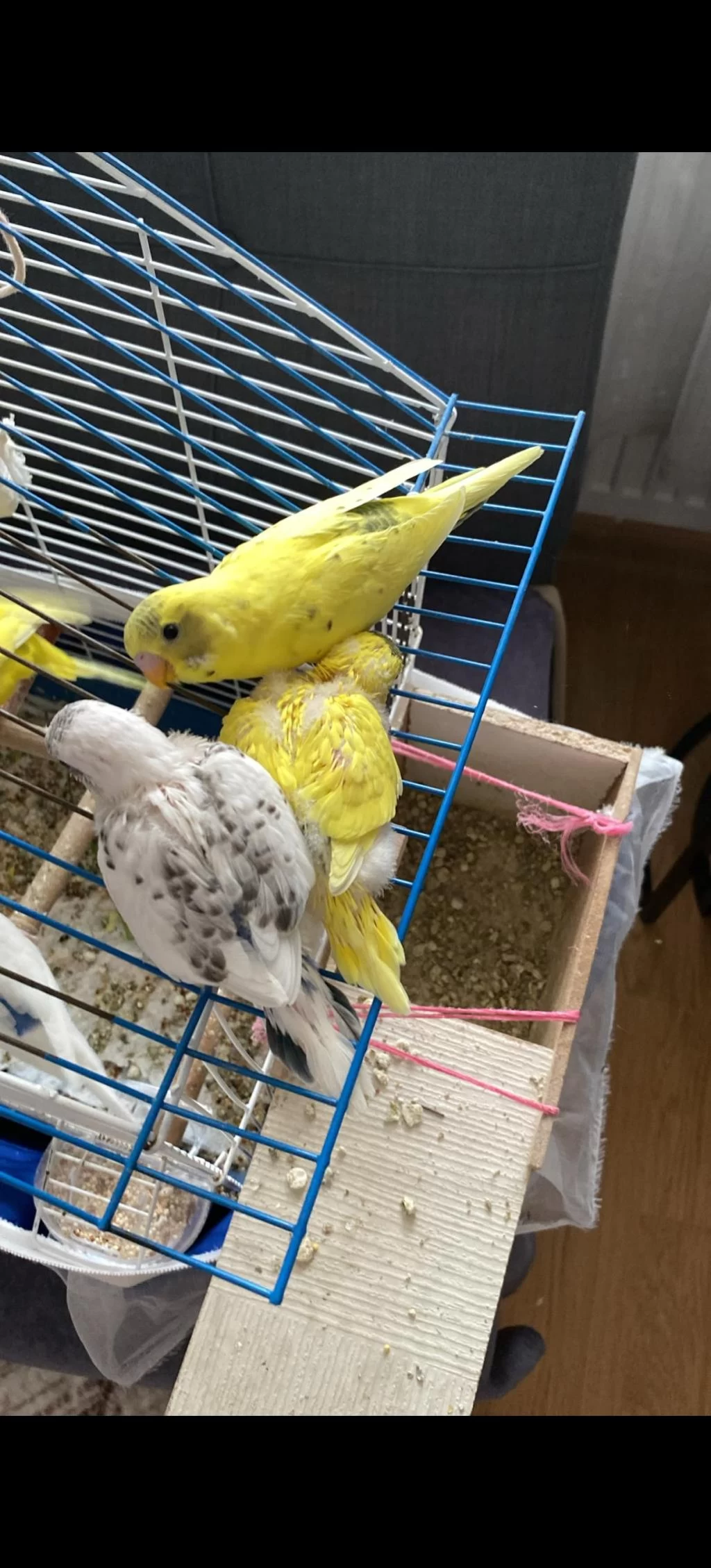 Yeni Yeme Düştü Muhabbet Kuşu