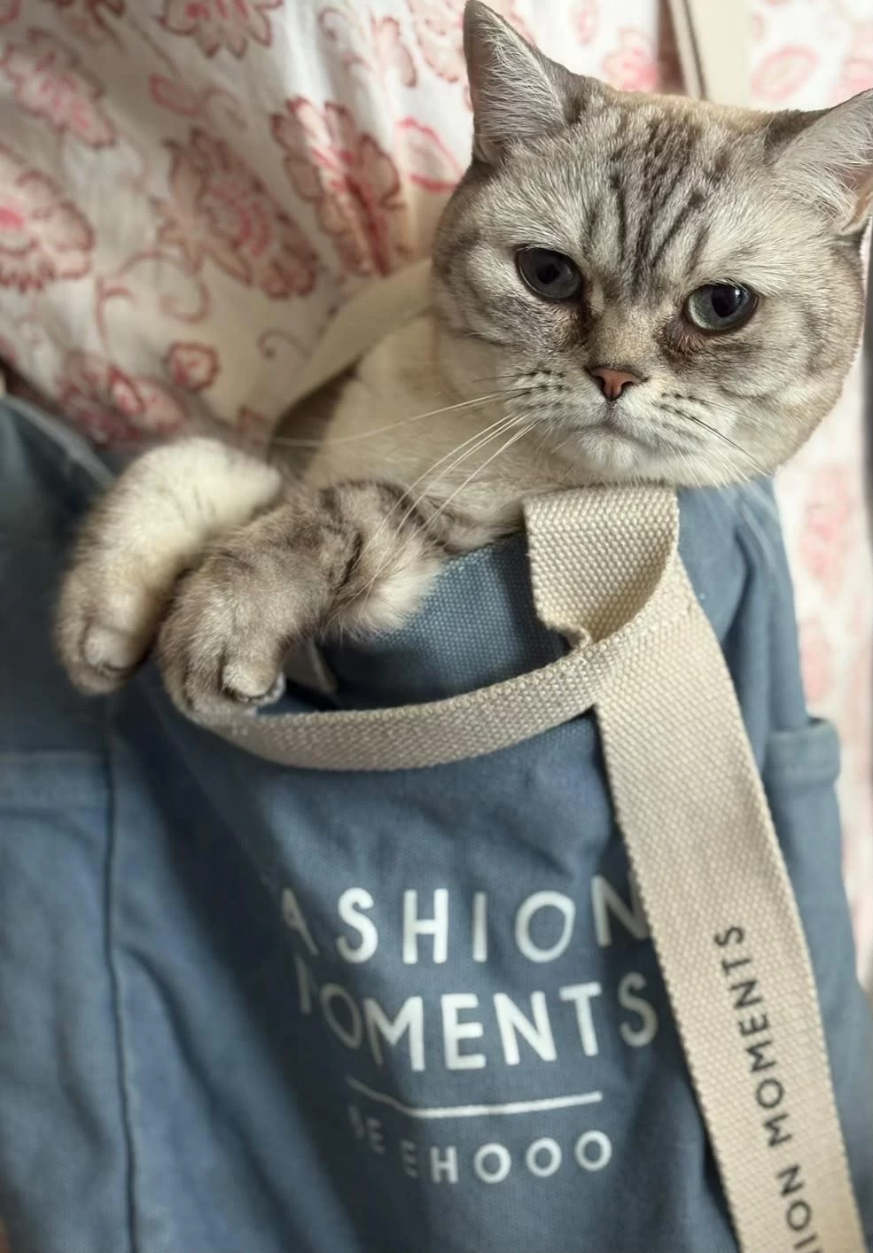 Dişi British Shorthair Kedisi
