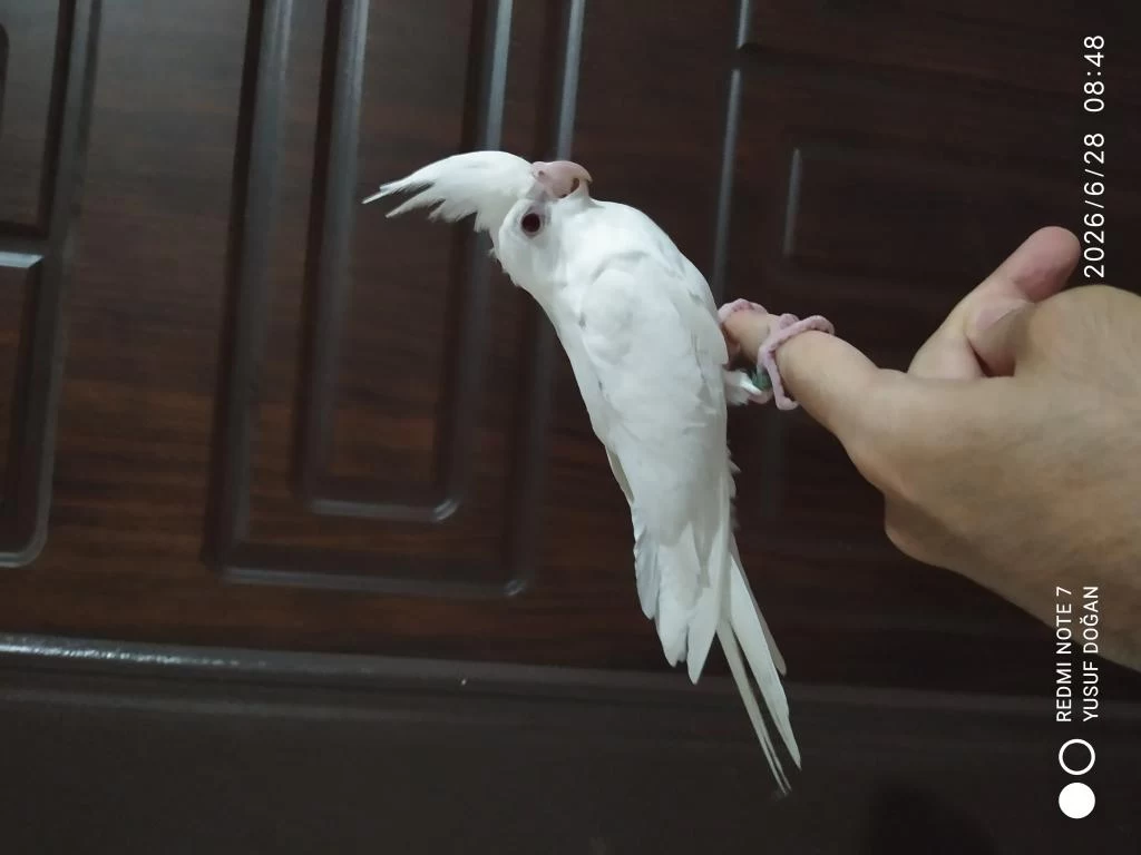 2 Yavru Sultan Papağanı Evcil