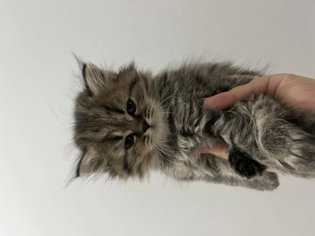2 Aylık British Longhair Kedisi