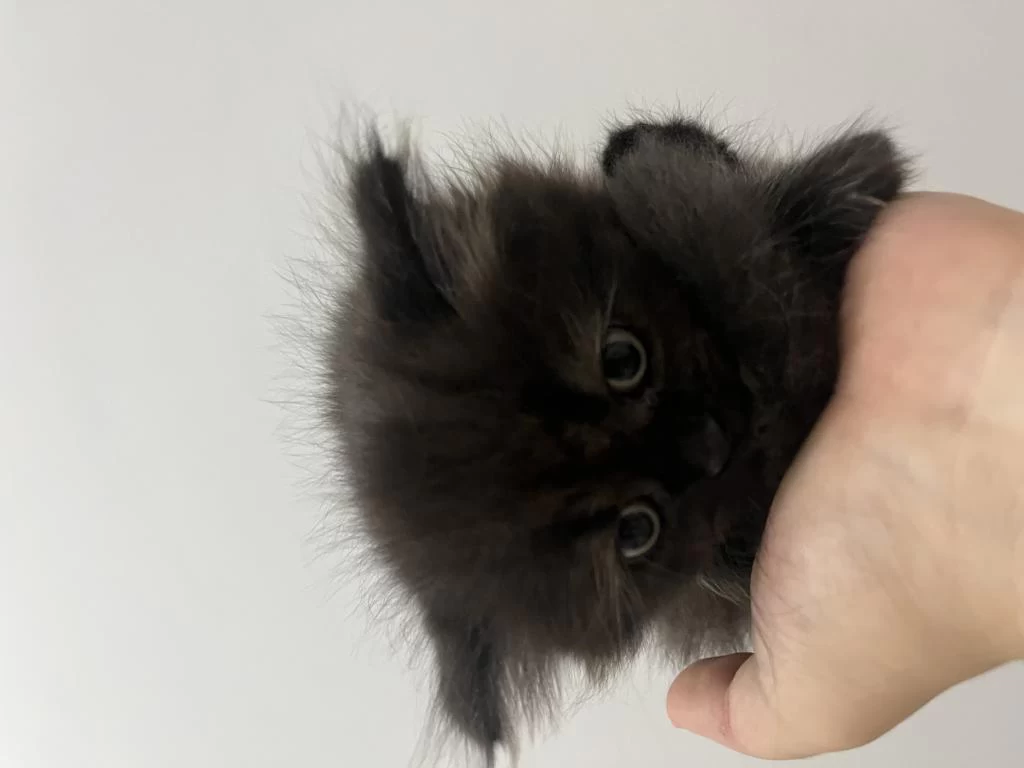 2 Aylık British Longhair